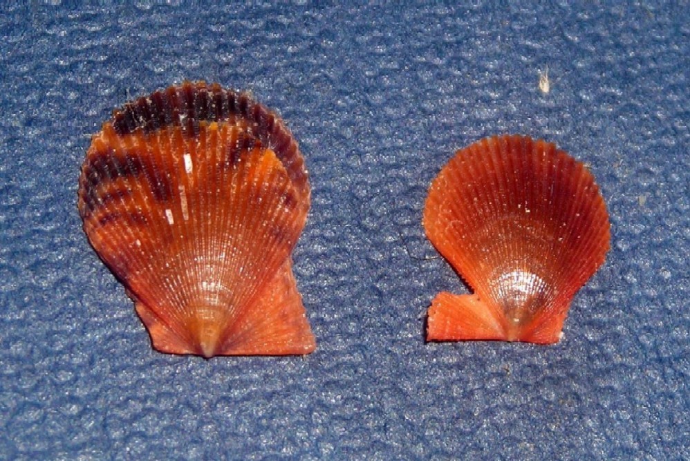 Conchiglie da Tirrenia.